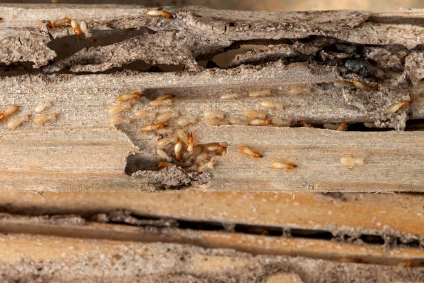 Best Wildlife Control Services  in Westerville, OH